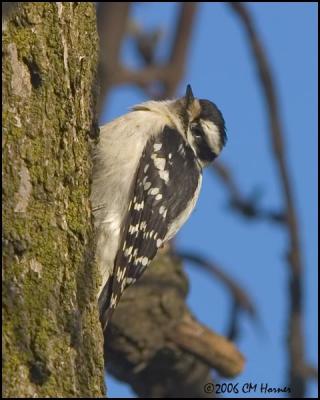 0714 Downy Woodpecker.jpg