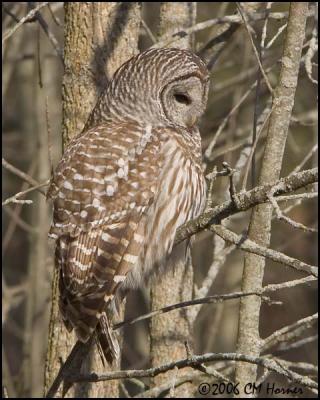 0855 Barred Owl.jpg