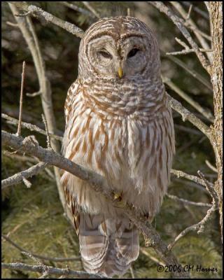 0864 Barred Owl.jpg