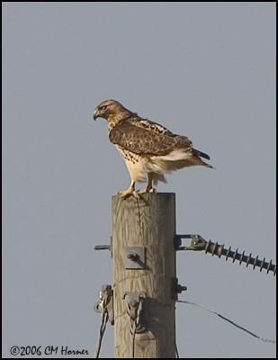 0905 Red-tailed Hawk.jpg