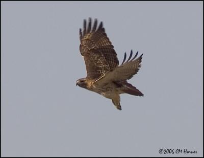0908 Red-tailed Hawk.jpg