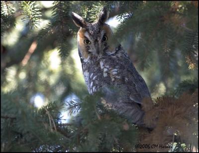 0955 Long-eared Owl.jpg