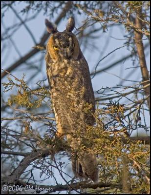 0977 Long-eared Owl.jpg