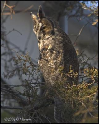 0988 Long-eared Owl.jpg