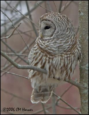 1027 Barred Owl.jpg