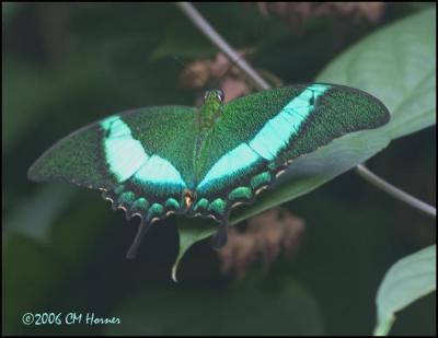 1117 Green-barred Swallowtail.jpg