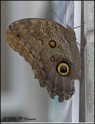 1127 Tawny Owl Butterfly.jpg