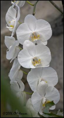 1132 Orchid.jpg