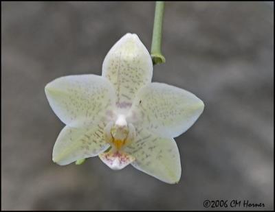 1133 Orchid.jpg
