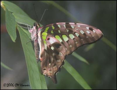1150 Graphium agemnon.jpg