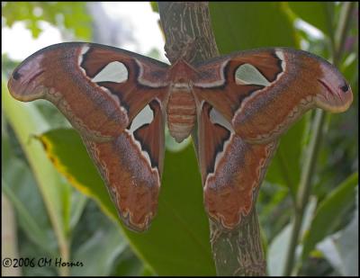 1156 Atlas Moth.jpg