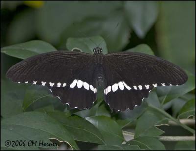 1165 Butterfly id.jpg