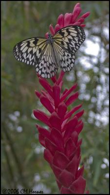 1168 Rice Paper Tree Nymph.jpg
