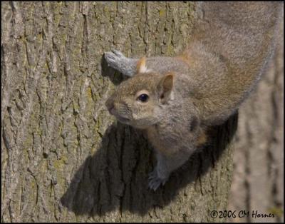 1308 Gray Squirrel.jpg