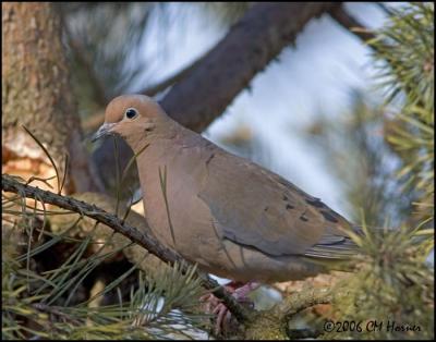 1318 Mourning Dove.jpg