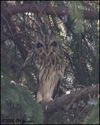 1516 Short-eared Owl.jpg