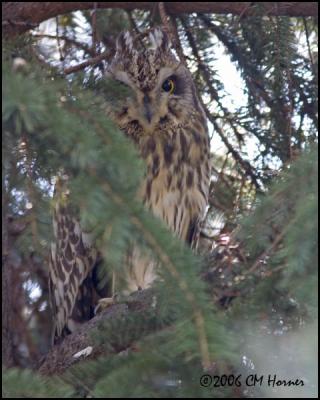 1529 Short-eared Owl.jpg