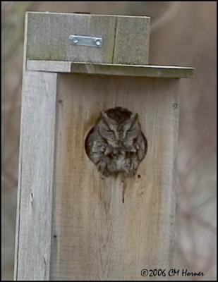 1546 Eastern Screech-owl.jpg