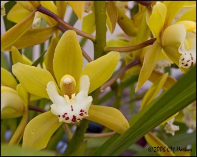 1550 Yellow Orchid.jpg