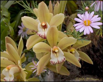 1551 Yellow Orchid.jpg