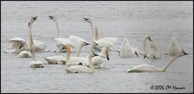 1605 Tundra Swans.jpg