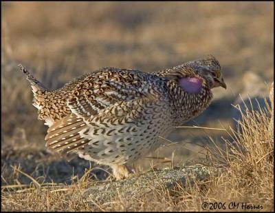 1834 Sharp-tailed Grouse.jpg