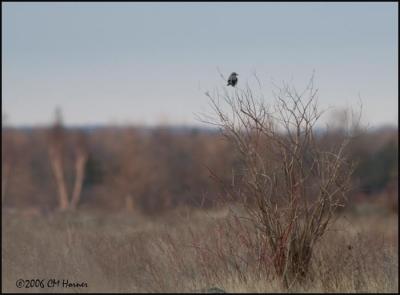 1918 Northern Shrike.jpg