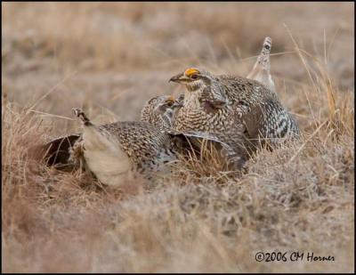 1923 Sharp-tailed Grouse.jpg