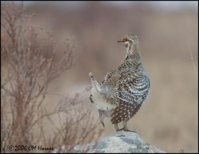1944 Sharp-tailed Grouse.jpg