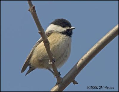 083 Black-capped Chickadee no tail.jpg