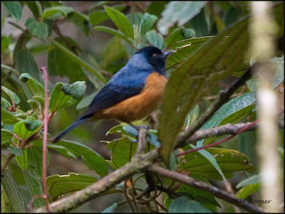 8602 Blue-backed Conebill