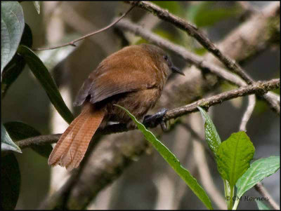 8608 Rufous Wren