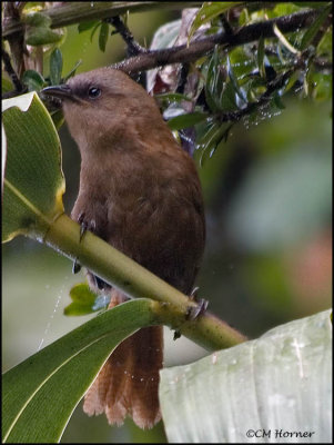 8611 Rufous Wren