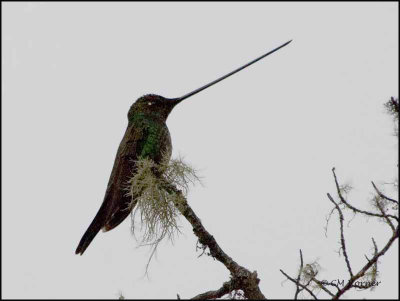 8639 Sword-billed Hummingbird