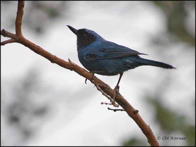 8657 Masked Flowerpiercer
