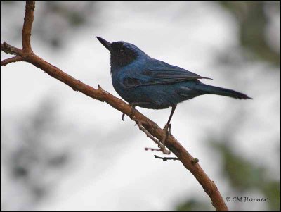 8657 Masked Flowerpiercer