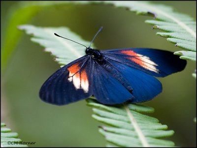 8690 Butterfly id