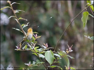 8706 Rufous-chested Tanager