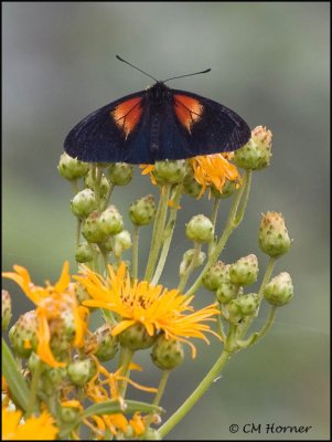 8713 Butterfly id