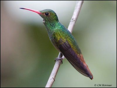 8726 Rufous-tailed Hummingbird