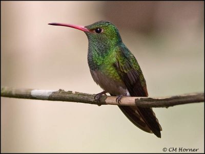 8734 Rufous-tailed Hummingbird