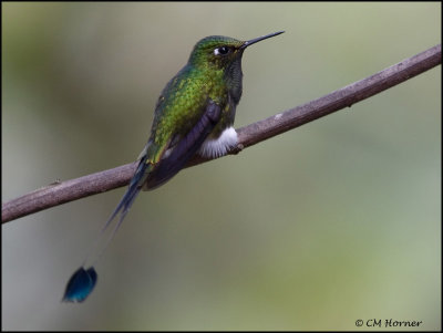 8754 Booted Racket-tail