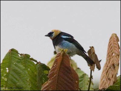 8869 Golden-hooded Tanager