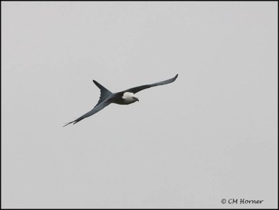 8952 Swallow-tailed Kite