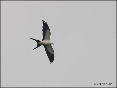 8962 Swallow-tailed Kite