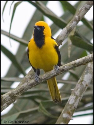 8965 Yellow-tailed Oriole