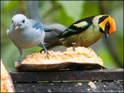 8994 Blue-gray Tanager and Flame-faced Tanager