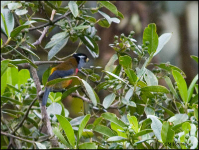 9058 Toucan Barbet