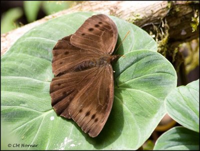 9087 Butterfly id