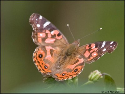 9100 Butterfly id